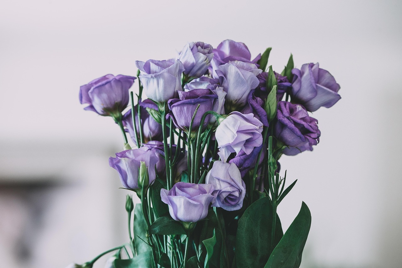 purple roses, purple flowers, bouquet, floral arrangement, flora, roses, bunch of roses, bunch of flowers, nature, beautiful flowers, flower wallpaper, flower background, decoration, spring, beautiful, close up, flowers